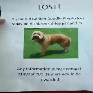 lost male dog krypto