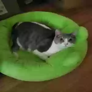 lost male cat beaker