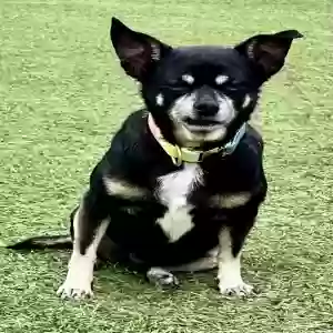 lost male dog coco