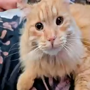 lost male cat julian