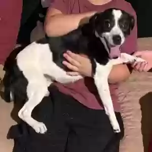 lost female dog vaca lola