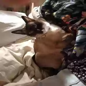 lost female cat jingles