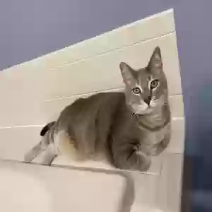 lost male cat bennie