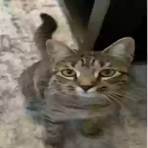 lost female cat calypso