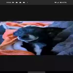 lost male dog mack
