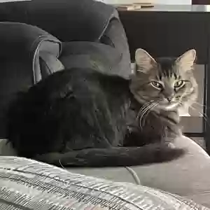 lost female cat sophie
