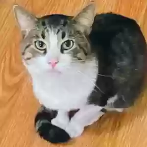 lost male cat prince