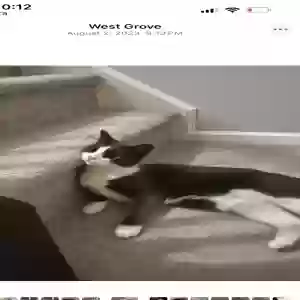 lost female cat rosie