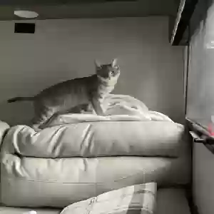 lost female cat stormy