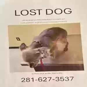 lost male dog joe
