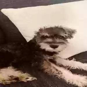 lost male dog marshall