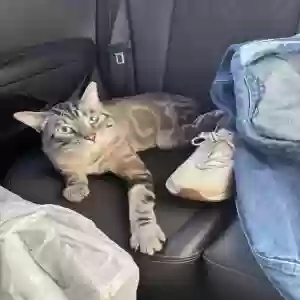 lost male cat beethoven