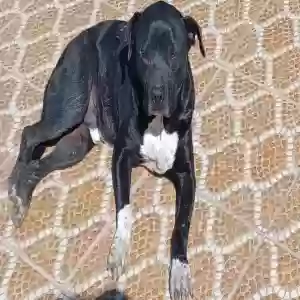 lost male dog max