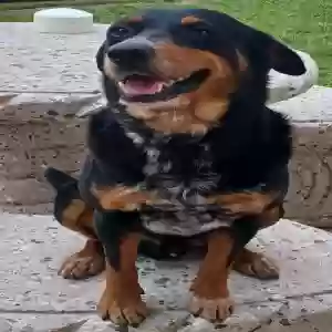 lost male dog stormy