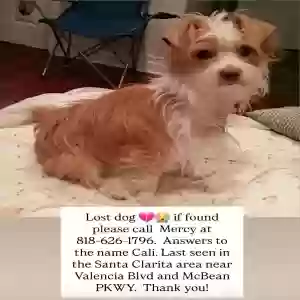lost female dog cali