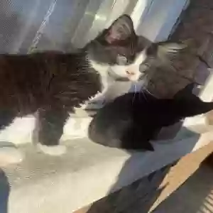 lost male cat cj(chip jr)