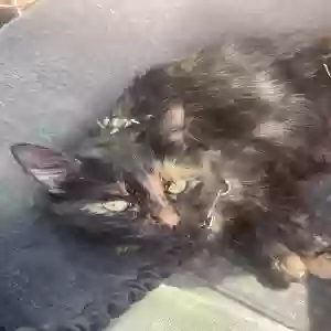 lost female cat hailey
