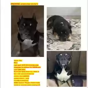lost male dog rex