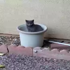 lost female cat rascal