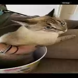 lost female cat bug