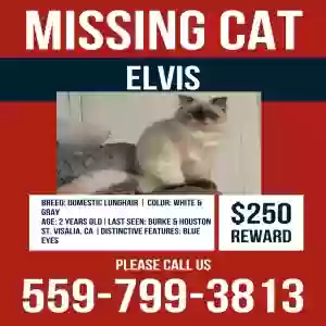 lost male cat elvis