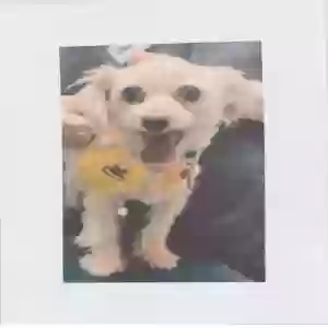 lost female dog cali
