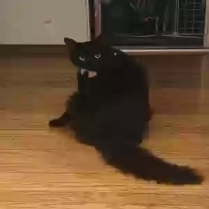 lost male cat unknown