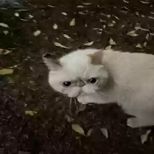 found male cat unknown