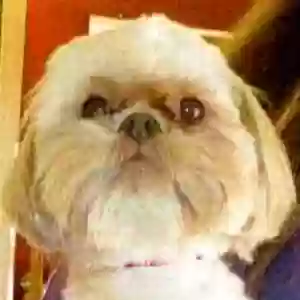 lost male dog cookie monster