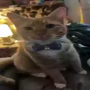 lost female cat chitter
