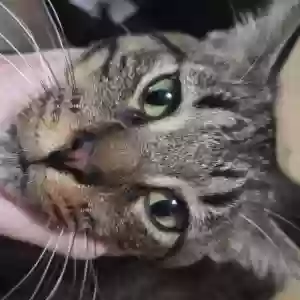 lost male cat jessie