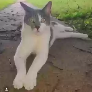 lost female cat baby