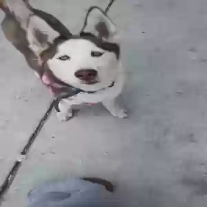 lost female dog chanel