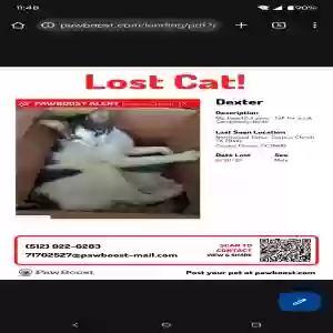 lost male cat dexter