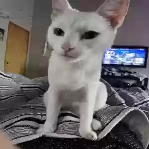 lost male cat unknown