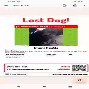 lost female dog unknown