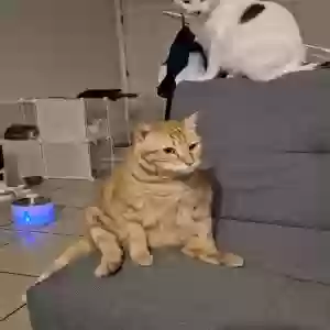 lost male cat tolkien