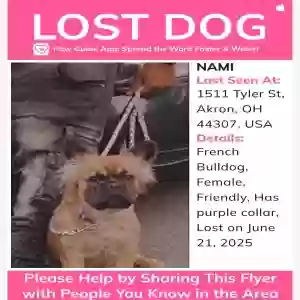 lost female dog nami
