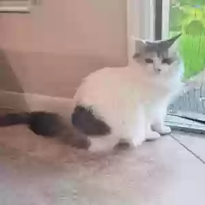 lost female cat emily