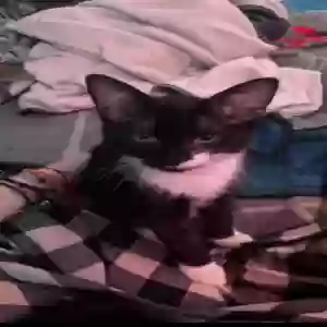 lost male cat unknown