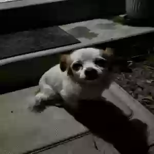 lost female dog nikki