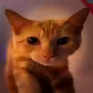 lost female cat tita