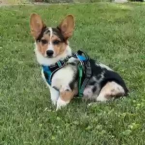 lost male dog ace