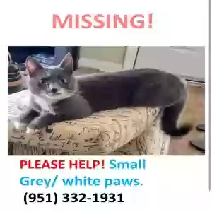 lost female cat trixie