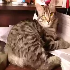 lost female cat little bitty