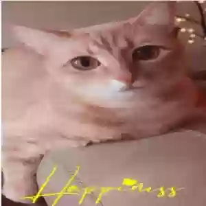 lost female cat sami