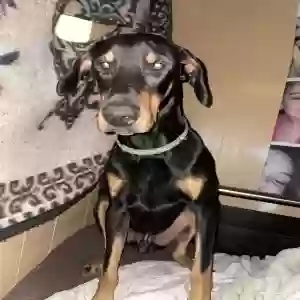 lost male dog titan