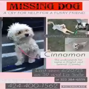 lost female dog cinnamon (capi)