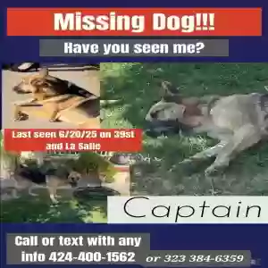 lost male dog captain (capi)