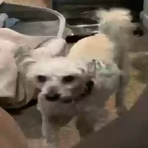 lost female dog nola